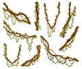 Collection of twisted wild lianas branches. Jungle vine plants. Rainforest flora and exotic botany. Woody natural