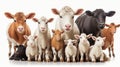 Farm animals in front of a white background