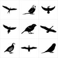 Collection of various bird silhouettes arranged in a grid layout Royalty Free Stock Photo