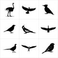 Collection of various bird silhouettes in a grid arrangement Royalty Free Stock Photo