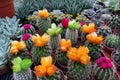 Collection of various blooming succulent plants