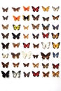 collection of various butterfly species on a white background