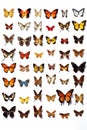 collection of various butterfly species on a white background