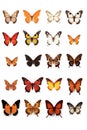 collection of various butterfly species on a white background