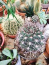 A collection of various cacti and succulents.