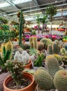 A collection of various cacti and succulents.