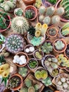 A collection of various cacti and succulents.