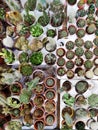 A collection of various cacti and succulents.