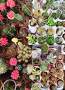 A collection of various cacti and succulents.