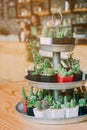 Collection of various cactus in different pots. Potted cactus house plants on white background..Various types of mini cactus.succ