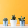 Collection of various cactus plants in different pots. Potted cactus house plants on white shelf against pastel colored wall. Royalty Free Stock Photo