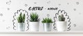 Collection of various cactus and succulent plants in different pots. Potted cactus house plants. Royalty Free Stock Photo