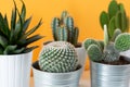 various cactus and succulent plants in different pots. Potted cactus house plants on white shelf against mustard colored wall. Royalty Free Stock Photo