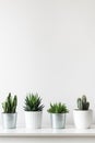 Collection of various cactus and succulent plants in different pots. Potted cactus house plants on white shelf with copy space. Royalty Free Stock Photo