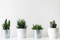 Collection of various cactus and succulent plants in different pots. Potted cactus house plants on white shelf. Royalty Free Stock Photo