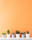 Collection of various cactus and succulent plants in different pots. Potted cactus house plants on white shelf. Royalty Free Stock Photo