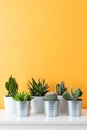 Collection of various cactus and succulent plants in different pots. Potted cactus house plants on white shelf. Royalty Free Stock Photo