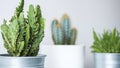 Collection of various cactus and succulent plants in different pots. Potted cactus house plants. Royalty Free Stock Photo