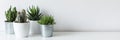 Collection of various cactus and succulent plants in different pots. Potted cactus house plants on white shelf. Royalty Free Stock Photo