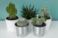 Collection of various cactus and succulent plants in different pots. Potted cactus house plants on white shelf on teal wall. Royalty Free Stock Photo