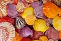 Collection of various colorful seashells on black background