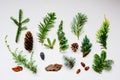 collection of various conifers and its cones on white backround.