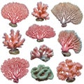 A collection of various coral forms arranged in a grid pattern. Each coral is distinct, Royalty Free Stock Photo