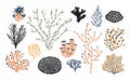 Collection of various corals and seaweed or algae isolated on white background. Beautiful underwater species, deep sea