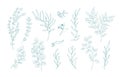 Collection of various eucalyptus branches with leaves hand drawn with green contour lines on white background. Bundle of