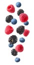 Collection of various falling fresh ripe wild berries isolated on white background. Raspberry, blackberry and blueberry