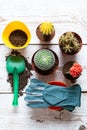 Collection of various flowering cactus plants, gardening gloves, potting soil and trowel on white wooden background with copy.