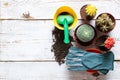 Collection of various flowering cactus plants, gardening gloves, potting soil and trowel on white wooden background with copy.