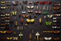 collection of various fly fishing lures Royalty Free Stock Photo
