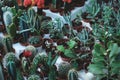 Collection of various green cactuses. House succulent plants with thorns.