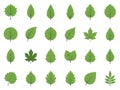 Collection of various green leaf shapes and styles Royalty Free Stock Photo