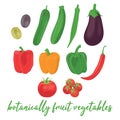 Collection of various hand drawn, colorful vegetables that are botanically classified as fruit, isolated on a white background.