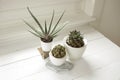 Collection of various house plants indoor. Group of potted plants in room by the window. Cacti and succulent arrangement, modern