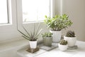 Collection of various house plants indoor. Group of potted plants in room by the window. Houseplants arrangement, modern style,