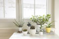 Collection of various house plants indoor. Group of potted plants in room by the window. Cacti and succulent arrangement, modern