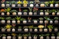 Collection of various houseplants displayed in ceramic pots