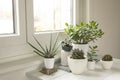 Collection of various houseplants in modern house interior. Set of potted plants in the room by the window. Cacti and  succulent Royalty Free Stock Photo