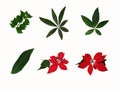 Collection of various leaves on white background Royalty Free Stock Photo