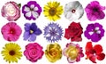 Collection of various multicolored flowers isolated on white background.