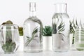 Collection of various plants in pots distorted through liquid water in glasses and bottle on white background Royalty Free Stock Photo