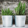 Collection of various potted cactus and succulent plants. Potted cactus house plants against retro grunge wall.