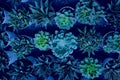 Collection of various potted succulents, toned monochrome classic blue color