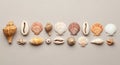 A collection of various seashells arranged Royalty Free Stock Photo