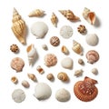 A collection of various seashells is arranged on a white background Royalty Free Stock Photo