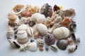 Collection of various seashells and corals from thai coast