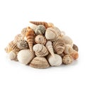 Beige, brown, and off-white with some shells having intricat Royalty Free Stock Photo